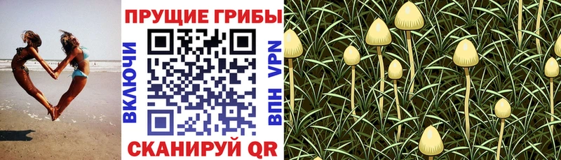 Галлюциногенные грибы GOLDEN TEACHER  купить наркотики сайты  Лысьва 