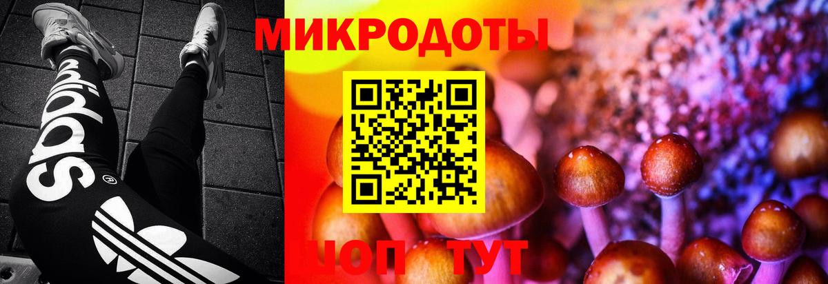 Галлюциногенные грибы Psilocybe Лысьва
